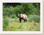 Alaska 074 * This grazing grizzly greeted us to the Yukon Territory during our drive to the put-in. We were fortunate to be able to view it from a safe distance from within our school bus. See movie also. * This grazing grizzly greeted us to the Yukon Territory during our drive to the put-in. We were fortunate to be able to view it from a safe distance from within our school bus. See movie also. * 2816 x 2112 * (2.81MB)